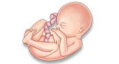 Pregnancy development slideshow
